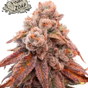 Fishy Zoap – Foto.Feminizada – Pack com 3 Unidades – Seedstockers