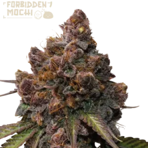 Forbidden Mochi – Foto.Feminizada – Pack com 3 Unidades – Seedstockers