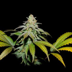 Guava X Fruity Pebbles OG – Foto.Feminizada – Pack com 3+1 Unidades – Secret File