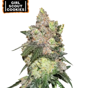 Girl Scout Cookies – Foto.Feminizada – Pack com 3 Unidades – Seedstockers