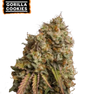 Gorilla Cookies  – Foto.Feminizada – Pack com 3 Unidades – Seedstockers