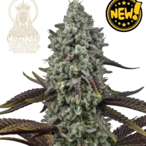 Madonna Triploid  – Foto.Feminizada – Pack com 3 Unidades – Seedstockers