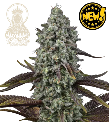 Madonna Triploid – Foto.Feminizada – Pack com 3 Unidades – Seedstockers