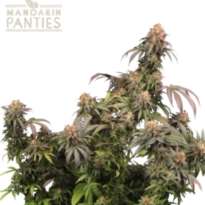 Mandarin Panties – Foto.Feminizada – Pack com 3 Unidades – Seedstockers