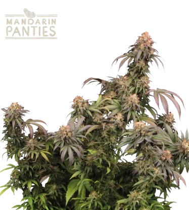 Mandarin Panties – Foto.Feminizada – Pack com 3 Unidades – Seedstockers