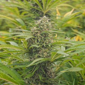 Orange Buddha CBD – Foto.Feminizada – Pack com 3+1 Unidades – Sativa Creations