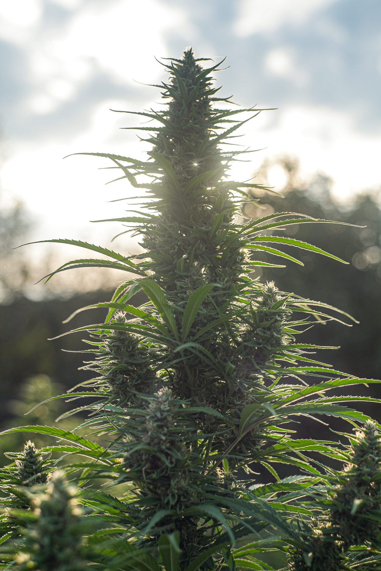 Orange Buddha CBD – Foto.Feminizada – Pack com 3+1 Unidades – Sativa Creations - Imagem 3