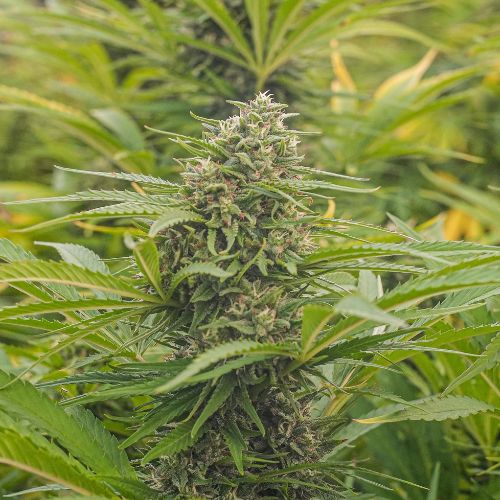 Orange Buddha CBD – Foto.Feminizada – Pack com 3+1 Unidades – Sativa Creations
