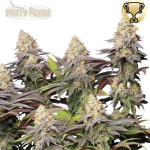 Panty Punch – Foto.Feminizada – Pack com 3 Unidades – Seedstockers
