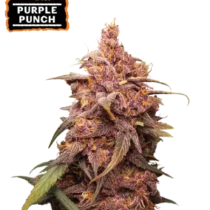 Purple Punch– Foto.Feminizada – Pack com 3 Unidades – Seedstockers
