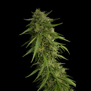Sour Nana X Fruity Pebbles OG – Foto.Feminizada – Pack com 3+1 Unidades – Secret File