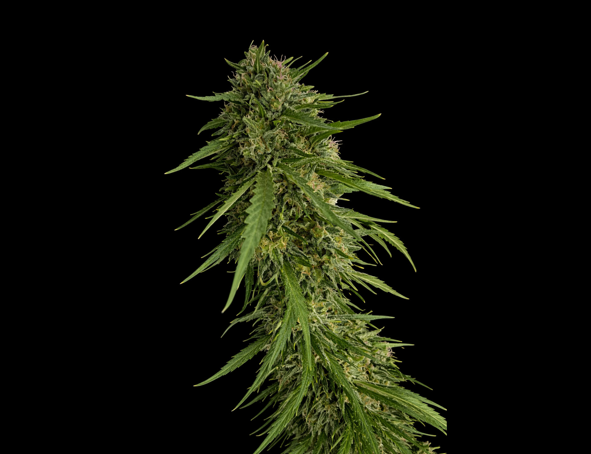 Sour Nana X Fruity Pebbles OG – Foto.Feminizada – Pack com 3+1 Unidades – Secret File