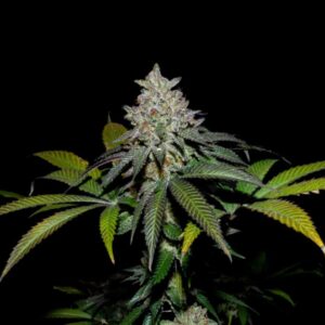 Spritz X Fruity Pebbles OG – Foto.Feminizada – Pack com 3+1 Unidades – Secret File