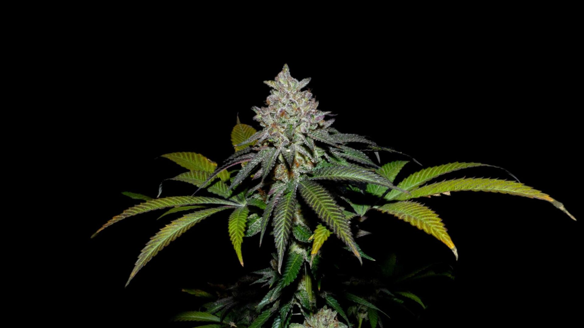 Spritz X Fruity Pebbles OG – Foto.Feminizada – Pack com 3+1 Unidades – Secret File