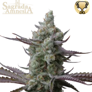 Sagrada Amnesia – Foto.Feminizada – Pack com 3 Unidades – Seedstockers