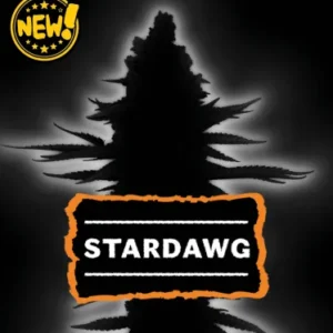 Stardawg – Foto.Feminizada – Pack com 3 Unidades – Seedstockers