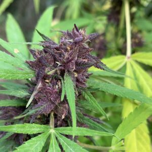 Yuzu Velvet CBD – Foto.Feminizada – Pack com 3+1 Unidades – Sativa Creations