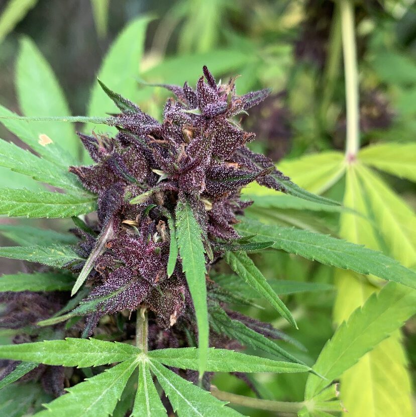 Yuzu Velvet CBD – Foto.Feminizada – Pack com 3+1 Unidades – Sativa Creations