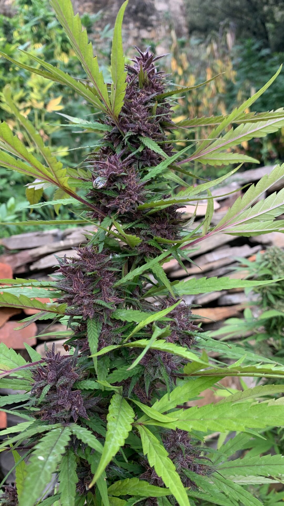 Yuzu Velvet CBD – Foto.Feminizada – Pack com 3+1 Unidades – Sativa Creations - Imagem 3