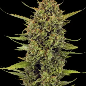 Acapulco Gold – Foto.Feminizada – Pack com 3 Unidades – Barney’s Farm
