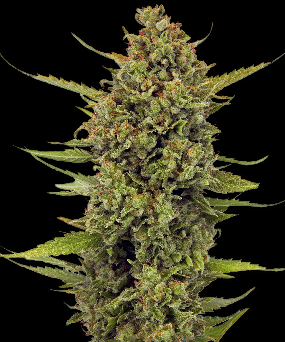 Acapulco Gold – Foto.Feminizada – Pack com 3 Unidades – Barney’s Farm