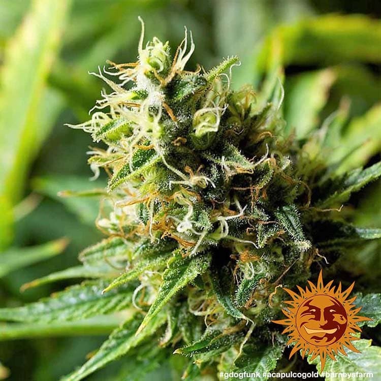 Acapulco Gold – Foto.Feminizada – Pack com 3 Unidades – Barney’s Farm - Imagem 4