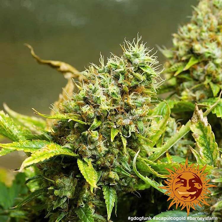 Acapulco Gold – Foto.Feminizada – Pack com 3 Unidades – Barney’s Farm - Imagem 2