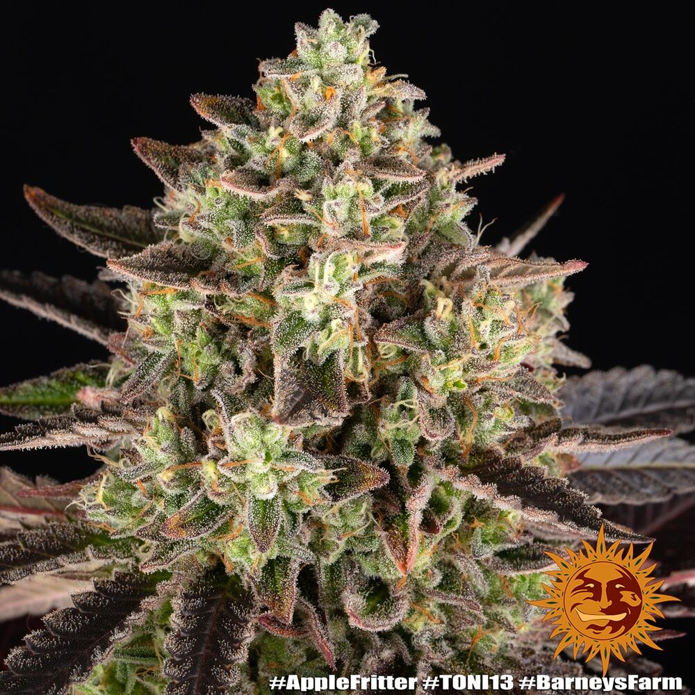 Apple Fritter – Foto.Feminizada – Pack com 3 Unidades – Barney’s Farm - Imagem 4