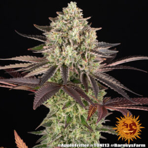 Apple Fritter – Foto.Feminizada – Pack com 3 Unidades – Barney’s Farm