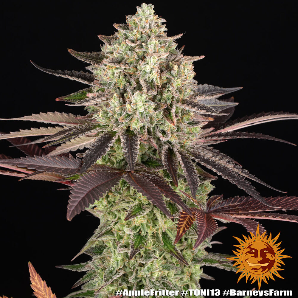 Apple Fritter – Foto.Feminizada – Pack com 3 Unidades – Barney’s Farm