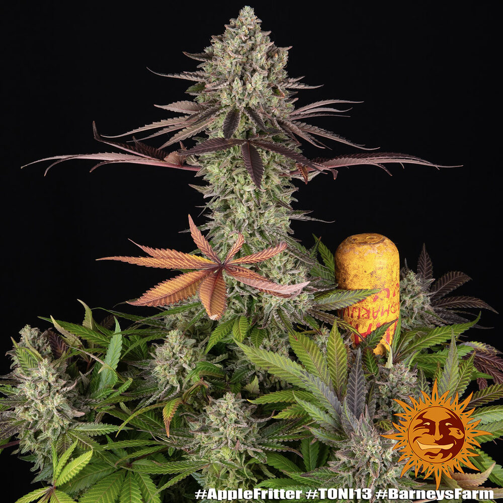 Apple Fritter – Foto.Feminizada – Pack com 3 Unidades – Barney’s Farm - Imagem 2