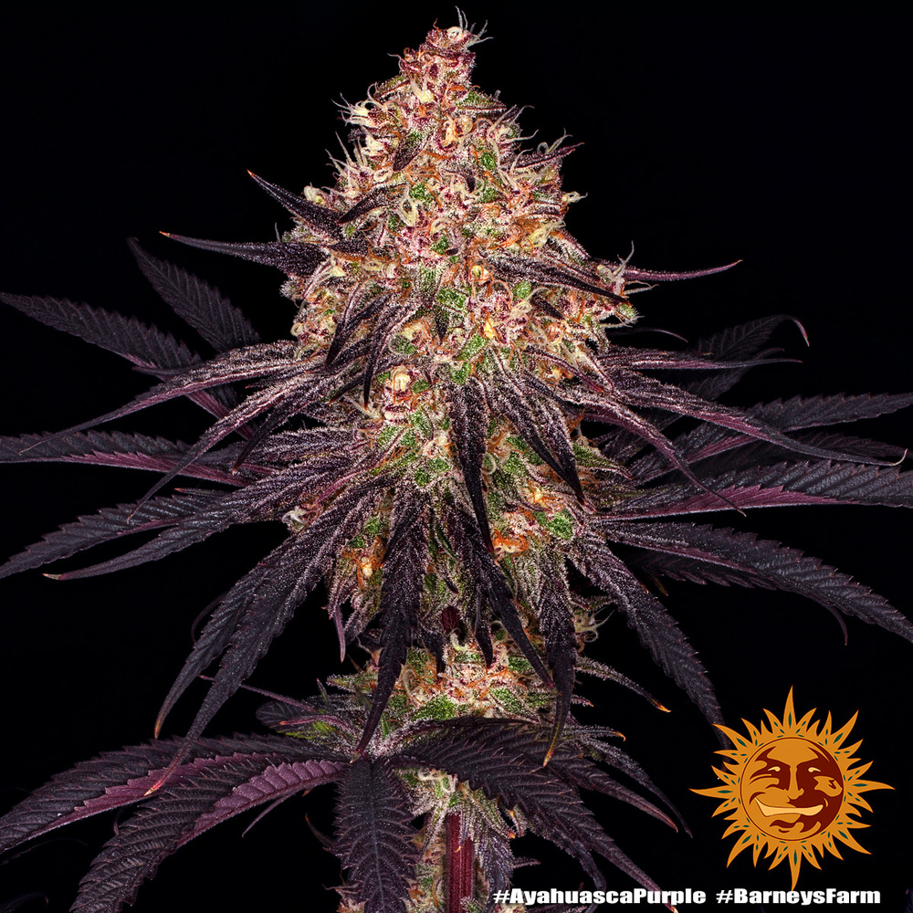 Ayahuasca Purple – Foto.Feminizada – Pack com 3 Unidades – Barney’s Farm