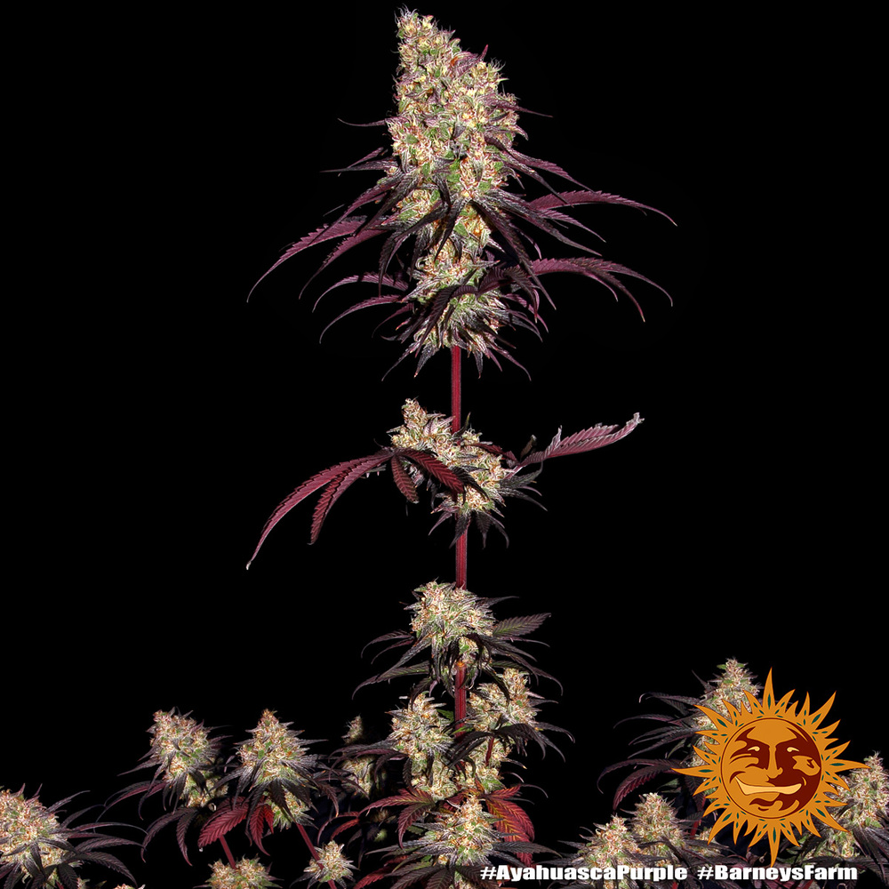 Ayahuasca Purple – Foto.Feminizada – Pack com 3 Unidades – Barney’s Farm - Imagem 3