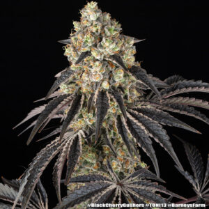 Black Cherry Gushers – Foto.Feminizada – Pack com 3 Unidades – Barney’s Farm