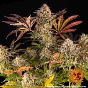 Blue Sunset Sherbert – Foto.Feminizada – Pack com 3 Unidades – Barney’s Farm