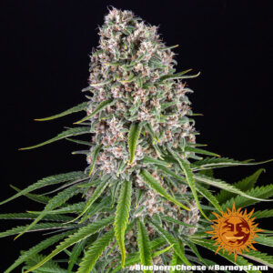 Blue Cheese – Foto.Feminizada – Pack com 3 Unidades – Barney’s Farm