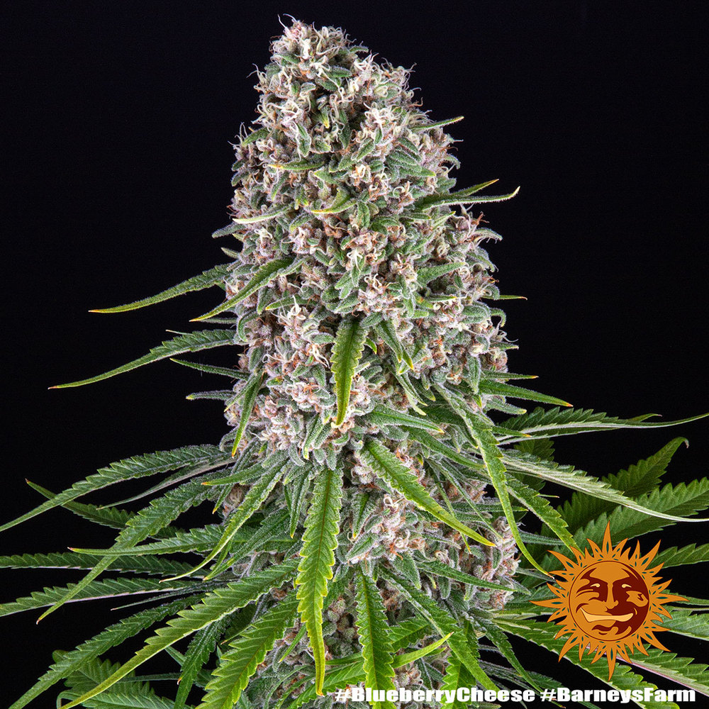 Blue Cheese – Foto.Feminizada – Pack com 3 Unidades – Barney’s Farm