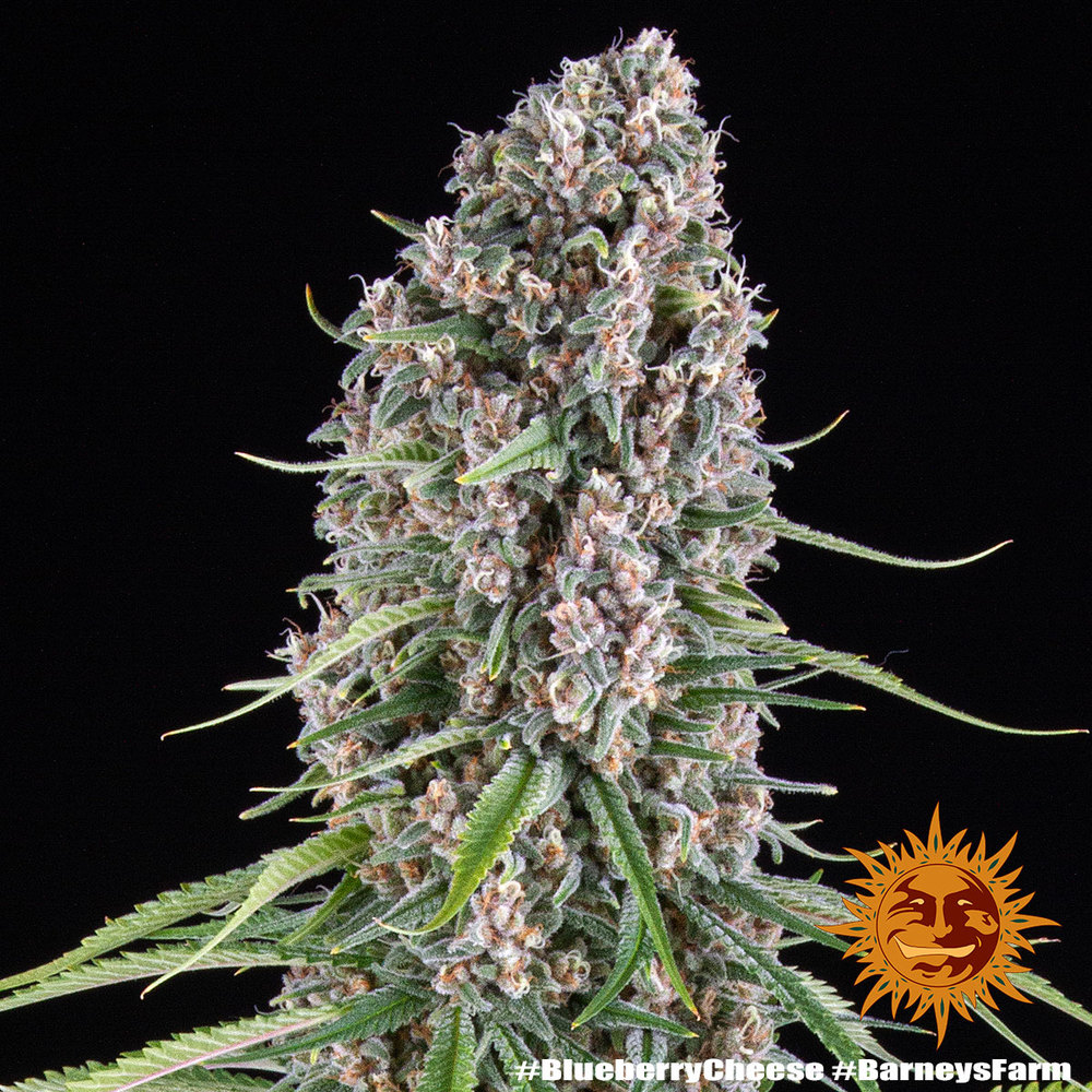 Blue Cheese – Foto.Feminizada – Pack com 3 Unidades – Barney’s Farm - Imagem 3