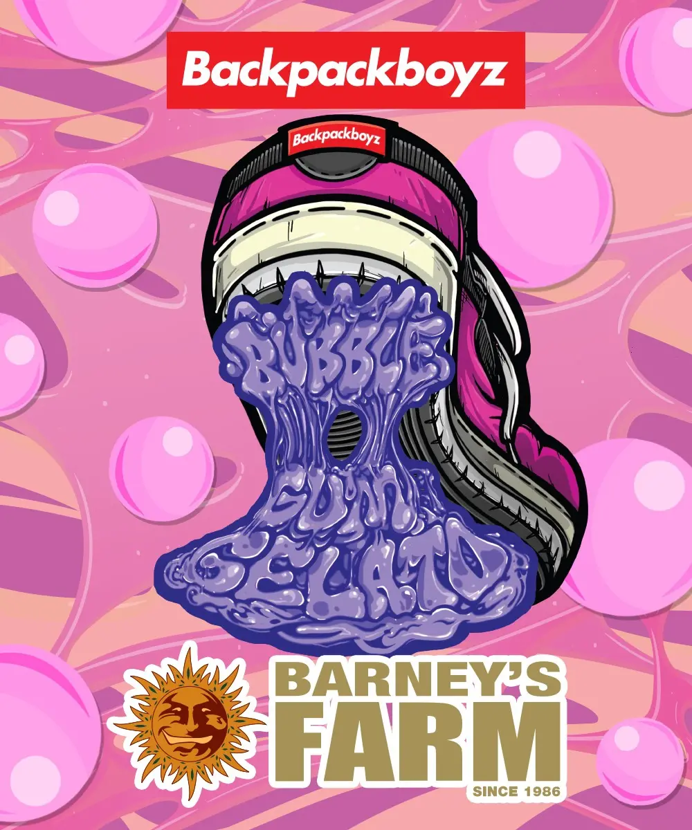Bubblegum Gelato – Foto.Feminizada – Pack com 3 Unidades – Barney’s Farm