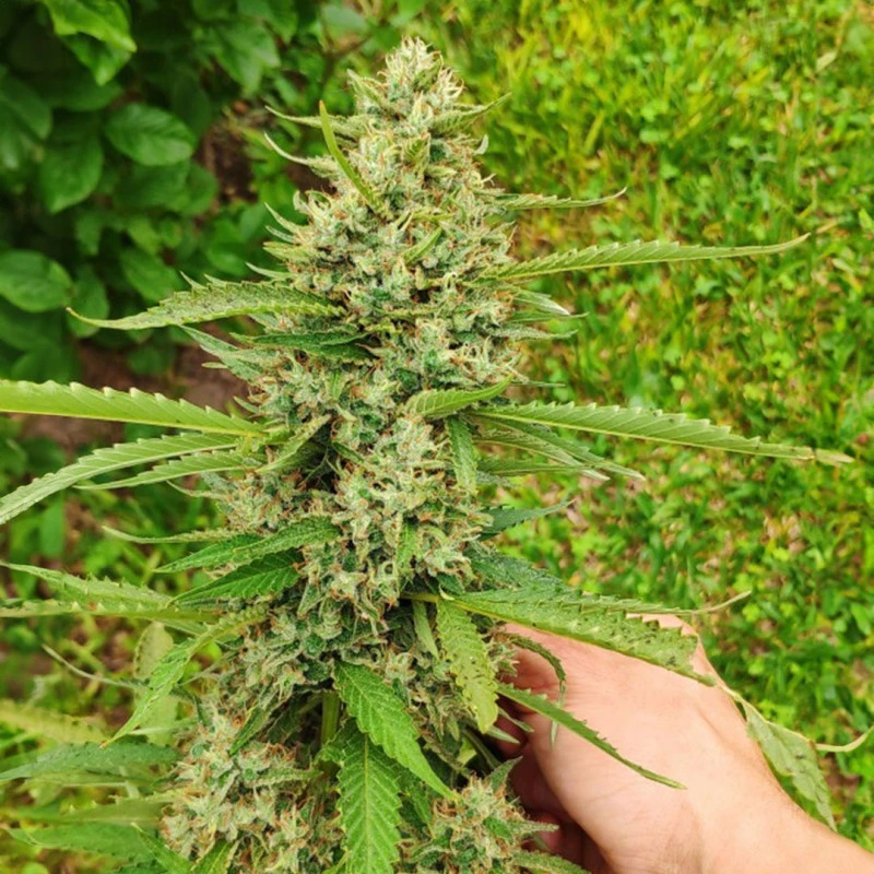 CBD Mazar® – Foto.Feminizada – Pack com 3 Unidades – Dutch Passion - Imagem 2