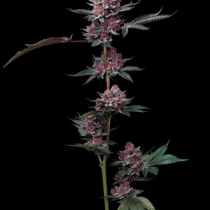 Cherry Poppers – Foto.Feminizada – Pack com 3 Unidades – Barney’s Farm
