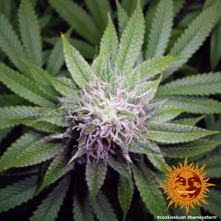 Cookies Kush – Foto.Feminizada – Pack com 3 Unidades – Barney´s Farm - Imagem 3