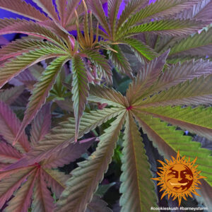 Cookies Kush – Foto.Feminizada – Pack com 3 Unidades – Barney´s Farm