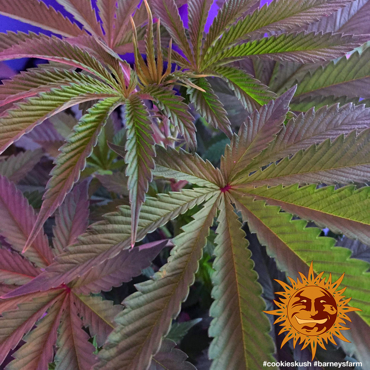 Cookies Kush – Foto.Feminizada – Pack com 3 Unidades – Barney´s Farm