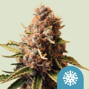 Euphoria CBD– Foto.Feminizada – Pack com 3 Unidades – Royal Queen