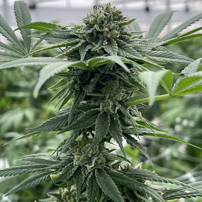 Fruit Cake CBD – Foto.Feminizada – Pack com 3+1 Unidades – Eco Trio Labs - Imagem 2