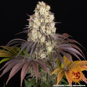 Gary Payton – Foto.Feminizada – Pack com 3 Unidades – Barney’s Farm