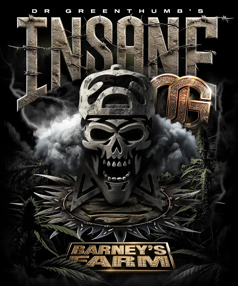 Insane OG – Foto.Feminizada – Pack com 3 Unidades – Barney’s Farm