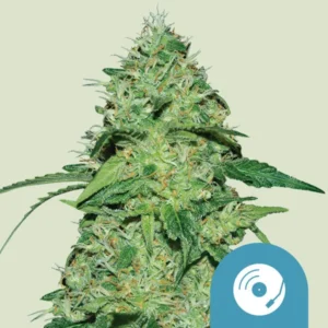 Joanne´s CBD– Foto.Feminizada – Pack com 3 Unidades – Royal Queen