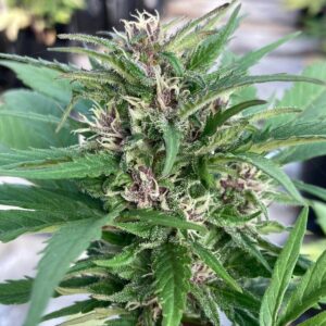 Lemon Cookies CBD – Automática – Pack com 3+1 Unidades – Sativa Creations